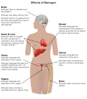 Illustration demonstrating estrogen